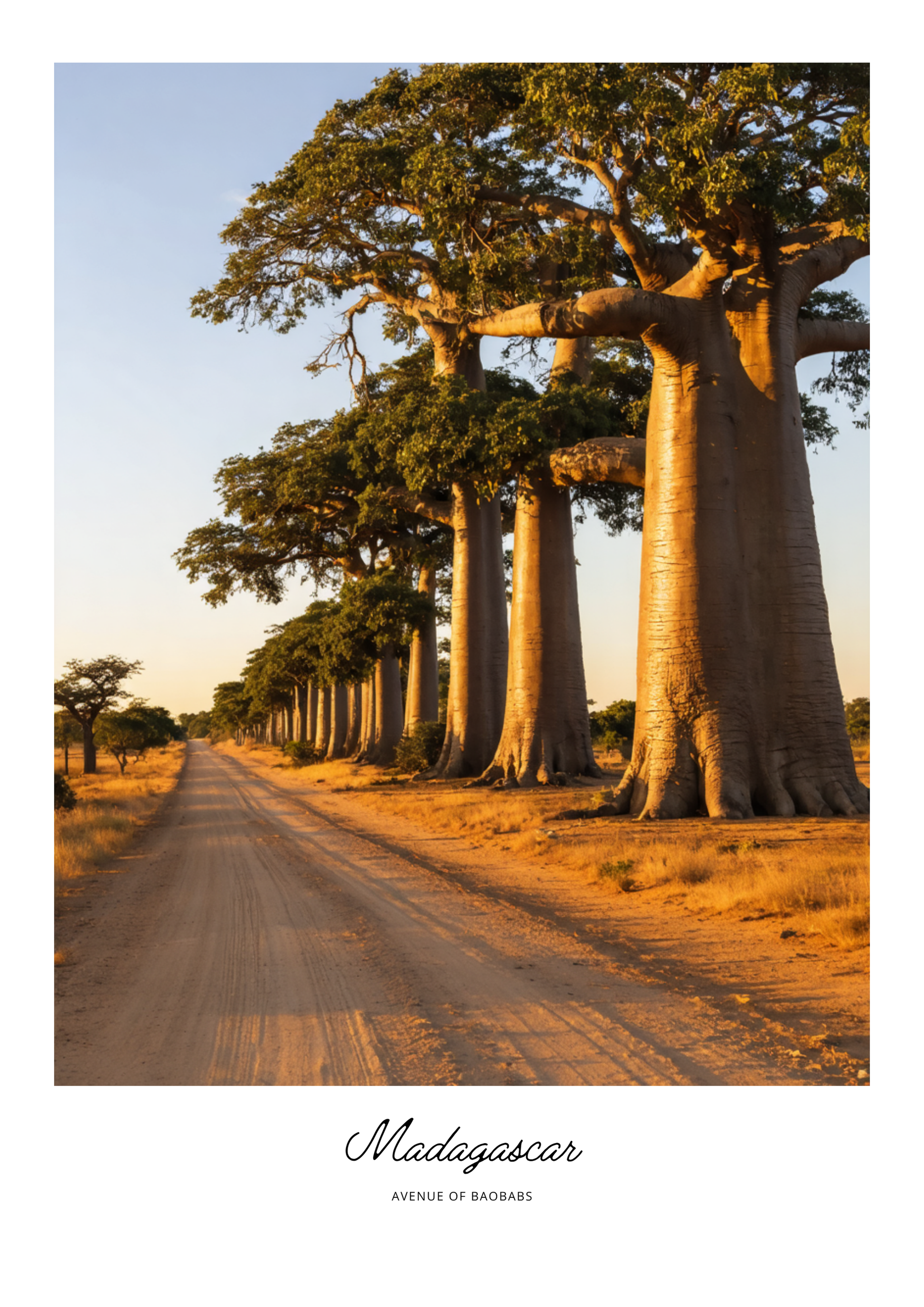Row of baobab trees lining a dirt road in Madagascar