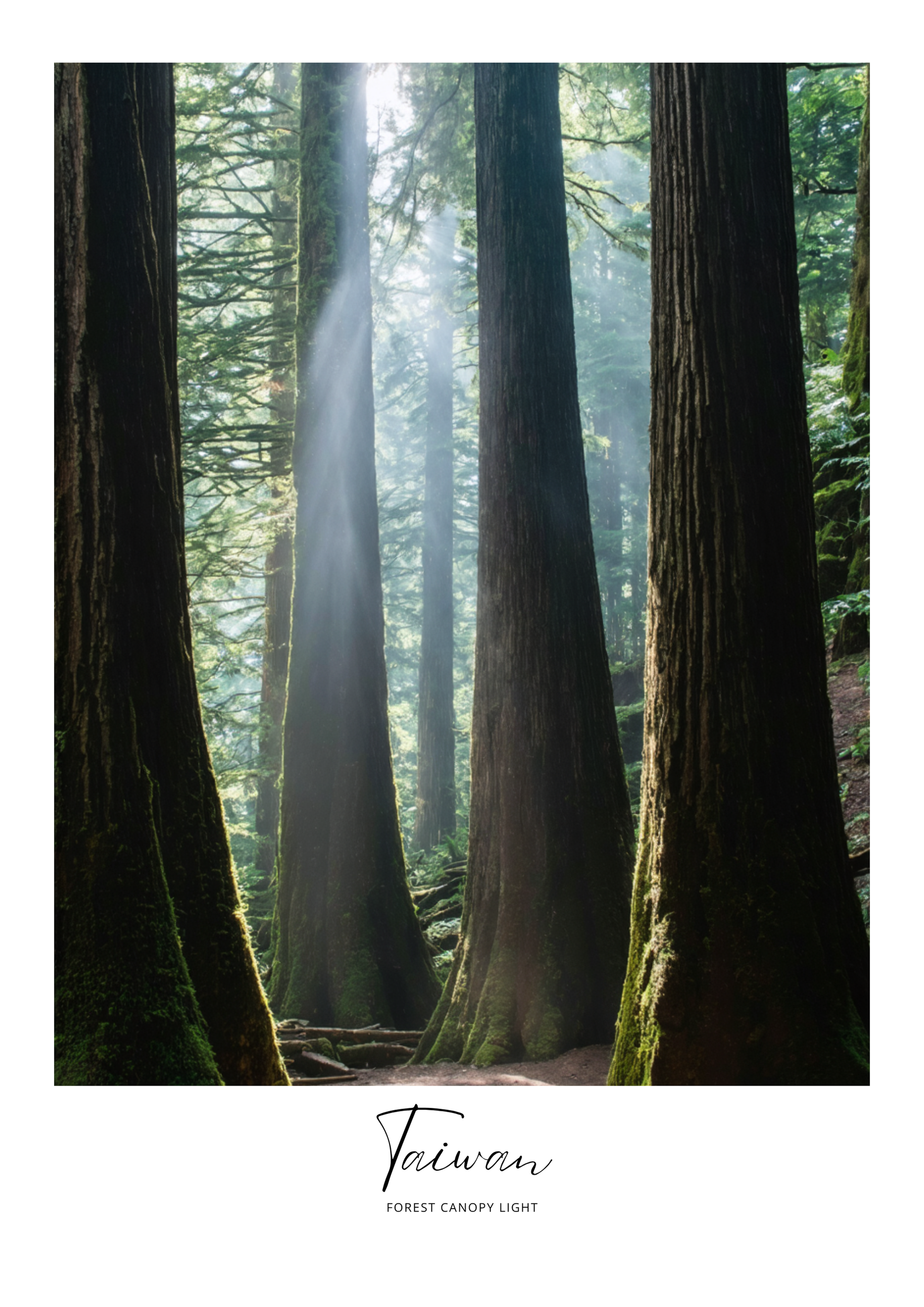 Sunlight filtering through tall trees in a forest with 'Taiwan' text at the bottom.