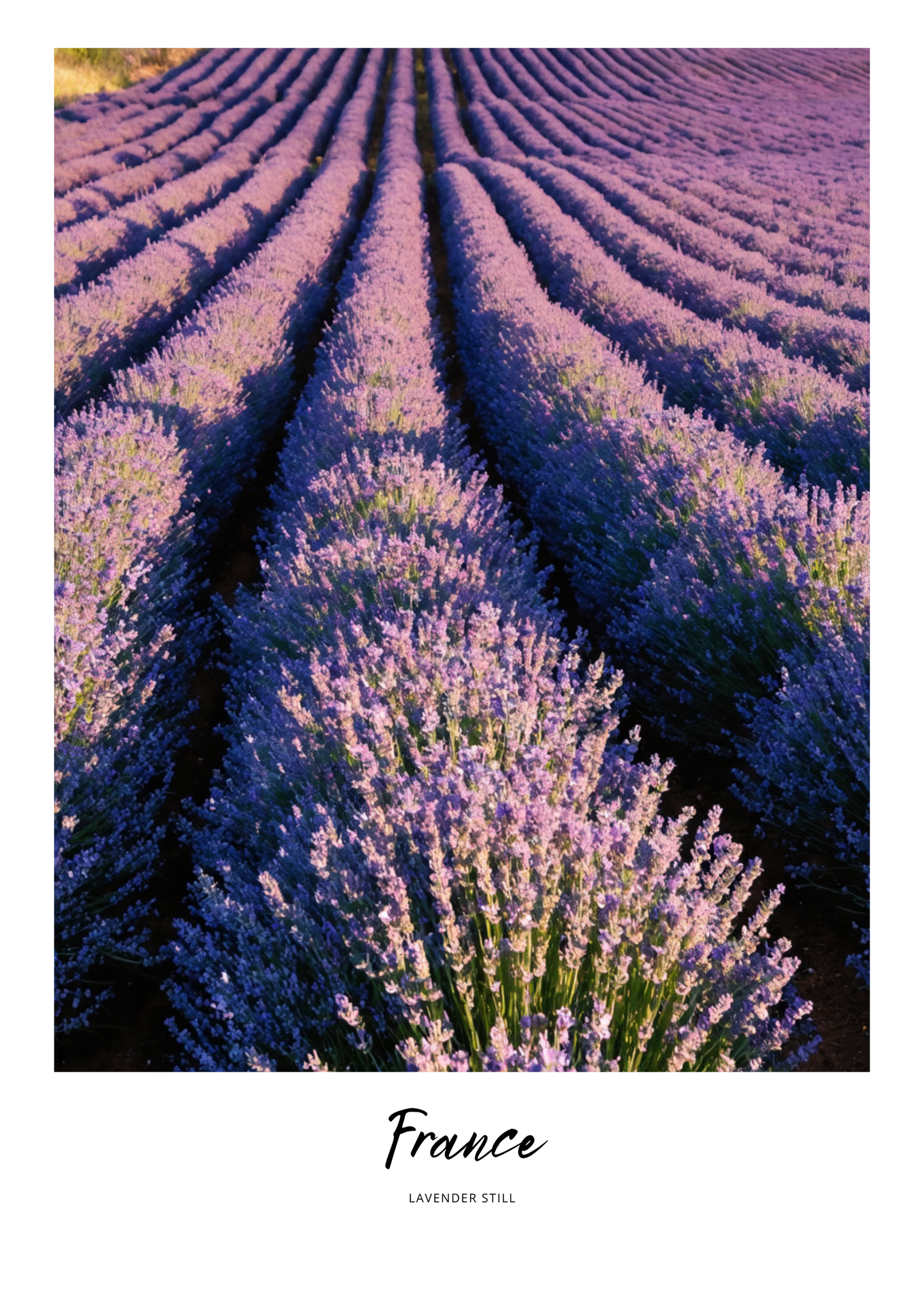 Row of lavender plants with 'France' text at the bottom